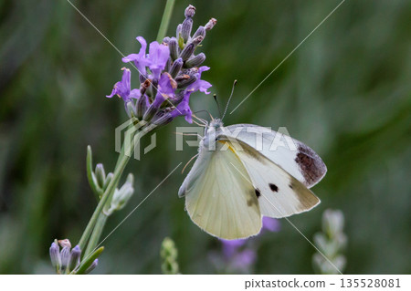 A white fairy fluttering and fluttering, a cabbage white butterfly 135528081