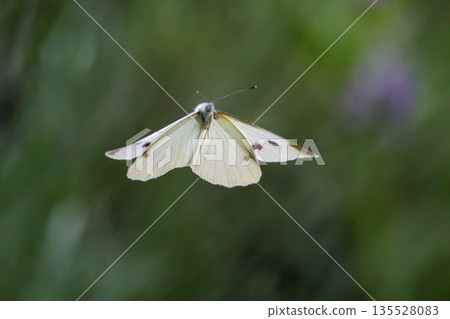A white fairy fluttering and fluttering, a cabbage white butterfly 135528083