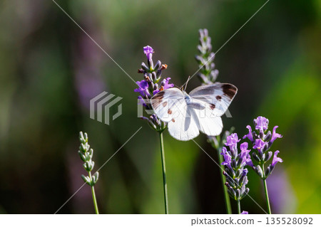 A white fairy fluttering and fluttering, a cabbage white butterfly A white fairy fluttering and fluttering, a cabbage white butterfly 135528092