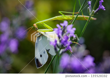 一隻白色的仙女飄飄著,一隻白菜蝴蝶 一隻白色的仙女飄飄著,一隻白菜蝴蝶 135528102