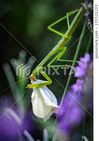 A white fairy fluttering and fluttering, a cabbage white butterfly A white fairy fluttering and fluttering, a cabbage white butterfly 135528103