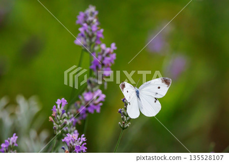 A white fairy fluttering and fluttering, a cabbage white butterfly A white fairy fluttering and fluttering, a cabbage white butterfly 135528107