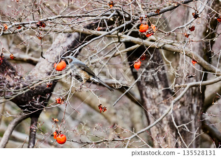 A brown-eared bulbul bird of the family Brachypidae perched on a persimmon branch A brown-eared bulbul bird of the family Brachypidae perched on a persimmon branch 135528131