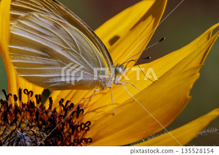 A white fairy fluttering and fluttering, a cabbage white butterfly 135528154