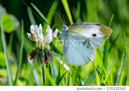 A white fairy fluttering and fluttering, a cabbage white butterfly A white fairy fluttering and fluttering, a cabbage white butterfly 135528165