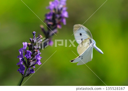 A white fairy fluttering and fluttering, a cabbage white butterfly 135528167