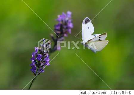 A white fairy fluttering and fluttering, a cabbage white butterfly A white fairy fluttering and fluttering, a cabbage white butterfly 135528168