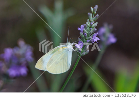 一隻白色的仙女飄飄著,一隻白菜蝴蝶 一隻白色的仙女飄飄著,一隻白菜蝴蝶 135528170