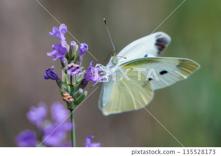 A white fairy fluttering and fluttering, a cabbage white butterfly 135528173
