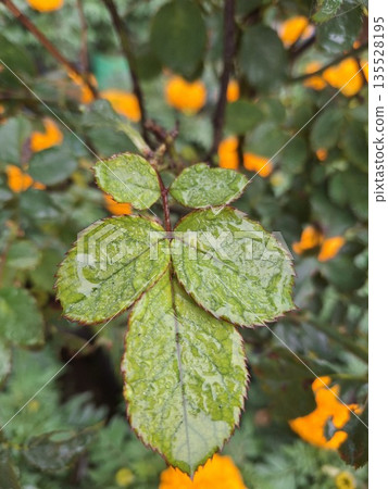 Close-up of dewy green leaves with red edges on a rainy day showing vibrant colors and fresh nature ambiance 135528195