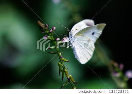 一隻白色的仙女飄飄著,一隻白菜蝴蝶 一隻白色的仙女飄飄著,一隻白菜蝴蝶 135528231