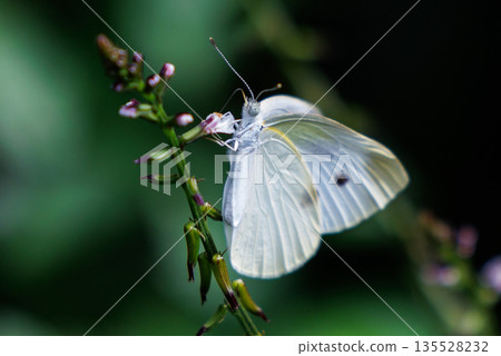 一隻白色的仙女飄飄著,一隻白菜蝴蝶 一隻白色的仙女飄飄著,一隻白菜蝴蝶 135528232