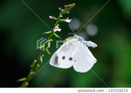 A white fairy fluttering and fluttering, a cabbage white butterfly 135528233