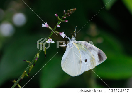 A white fairy fluttering and fluttering, a cabbage white butterfly A white fairy fluttering and fluttering, a cabbage white butterfly 135528237