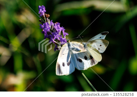 A white fairy fluttering and fluttering, a cabbage white butterfly 135528258