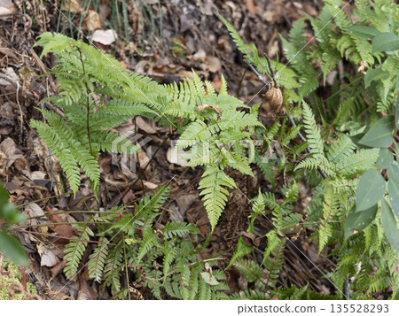 Fern plants that grow naturally in the mountains Fern plants that grow naturally in the mountains 135528293