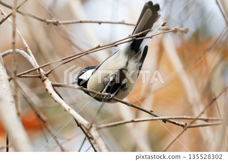 Foraging behavior of titmouses Foraging behavior of titmouses 135528302