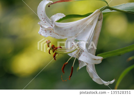 Yuri Yamayuri, a Japanese specialty called the Queen of Yuri, which blooms large flowers in the summer Yuri Yamayuri, a Japanese specialty called the Queen of Yuri, which blooms large flowers in the summer 135528351