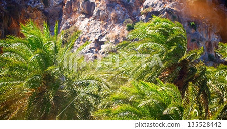 Scenic Palm Grove With Cliffs, Vivid Outdoor Scene Featuring Rocky Cliffs And Swaying Palm Fronds Scenic Palm Grove With Cliffs, Vivid Outdoor Scene Featuring Rocky Cliffs And Swaying Palm Fronds 135528442