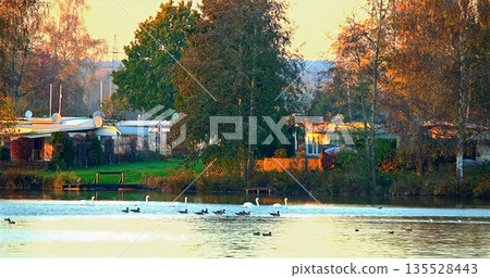 Peaceful Lakeside During Sunset, Tranquil Park Setting With Grazing Waterfowl And Colorful Foliage Peaceful Lakeside During Sunset, Tranquil Park Setting With Grazing Waterfowl And Colorful Foliage 135528443