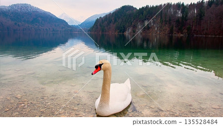 Serene Swan In Mountain Lake, Peaceful White Swan Resting On Mirrorlike Alpine Lake Surface Serene Swan In Mountain Lake, Peaceful White Swan Resting On Mirrorlike Alpine Lake Surface 135528484