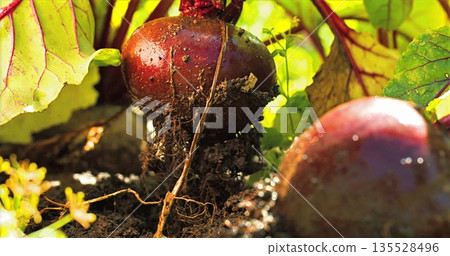 Locally Grown Root Vegetables Included, Beets Cultivated Nearby With Soil And Lush Leafy Tops Present Locally Grown Root Vegetables Included, Beets Cultivated Nearby With Soil And Lush Leafy Tops Present 135528496