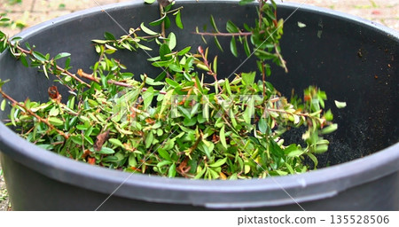 Recently Cut Green Leaves Accumulated In Container Awaiting Disposal Or Composting Process 135528506