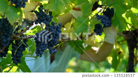 Grape Cluster Ripens, Sunlit Bunch Of Ripe Grapes, Vivid Grapes Basking In Sunlight Within Lush Foliage Grape Cluster Ripens, Sunlit Bunch Of Ripe Grapes, Vivid Grapes Basking In Sunlight Within Lush Foliage 135528537