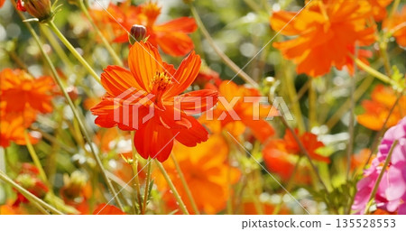 Sunlit Orange Cosmos Blooms, Sunshine Illuminates Vibrant Cosmos With Soothing Garden Ambiance 135528553
