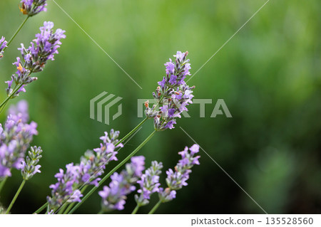 Lavender flowers are used in medicine and cooking, and are also used for their fragrance as an aromatic plant. Lavender flowers are used in medicine and cooking, and are also used for their fragrance as an aromatic plant. 135528560