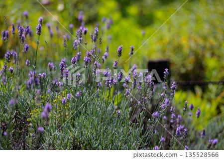 Lavender flowers are used in medicine and cooking, and are also used for their fragrance as an aromatic plant. Lavender flowers are used in medicine and cooking, and are also used for their fragrance as an aromatic plant. 135528566