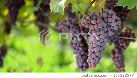 Vibrant Grape Display, Lush Bunches Of Ripe Purple Grapes Illuminated Softly Through Vibrant Foliage 135528577