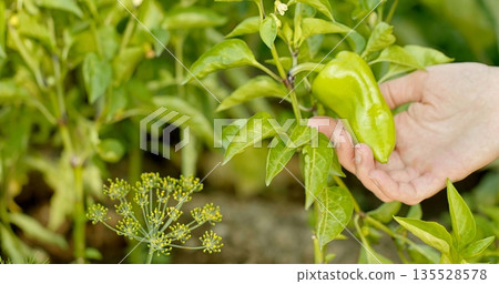 Gentle Hand Harvesting In Sunshine, Natural Tea Picking Scene Showcasing Sustainable Farming Methods 135528578