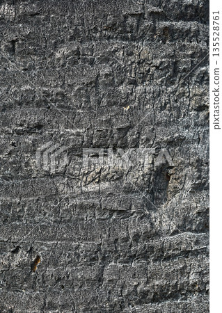 Palm tree trunk Palm tree trunk 135528761