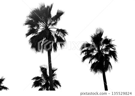 Row of palm trees Row of palm trees 135529824