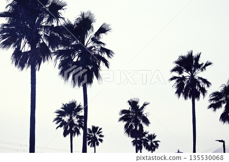 Row of palm trees Row of palm trees 135530068