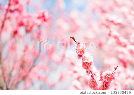 梅花告訴春天的到來 135530459