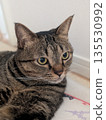 一隻貓盯著你 135530992