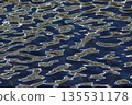 水面形成的自然圖案 135531178