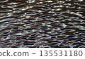 水面形成的自然圖案 135531180