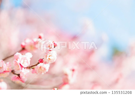 Plum blossoms telling the arrival of spring 135531208