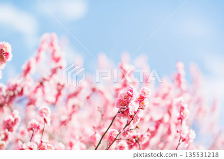 Plum blossoms telling the arrival of spring Plum blossoms telling the arrival of spring 135531218