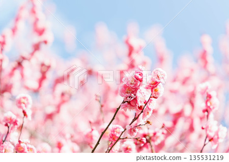 Plum blossoms telling the arrival of spring Plum blossoms telling the arrival of spring 135531219