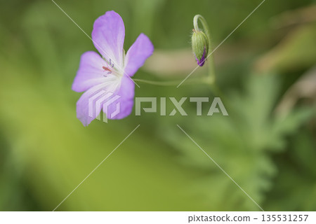 漂亮的紅花晚妝 135531257