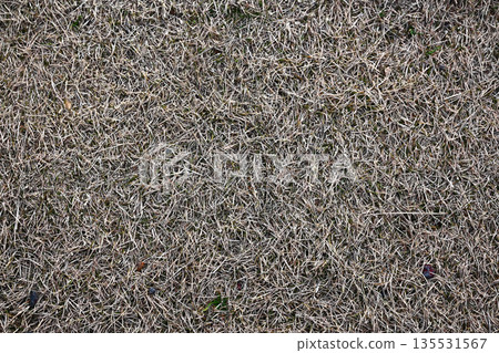 winter dry grass winter dry grass 135531567