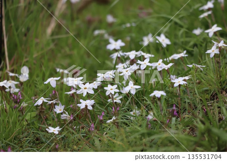 Hana flower flower 135531704