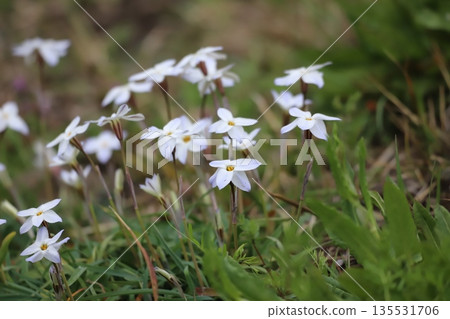 Hana flower flower 135531706