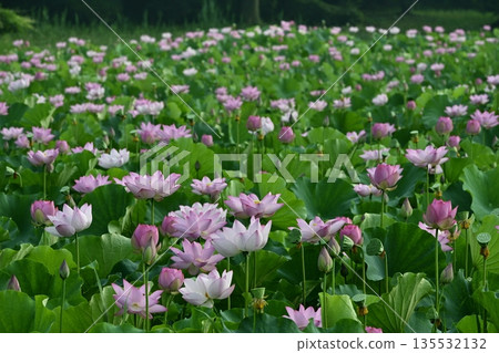 古賀市公園的奧加荷花池盛開 135532132