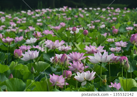 Blooming Oga Lotus Pond in Koga City General Park 135532142