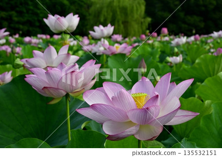 古賀市公園的奧加荷花池盛開 135532151